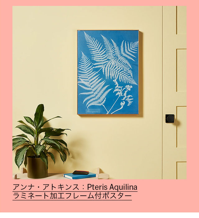 アンナ・アトキンス：Pteris Aquilina ラミネート加工フレーム付ポスター