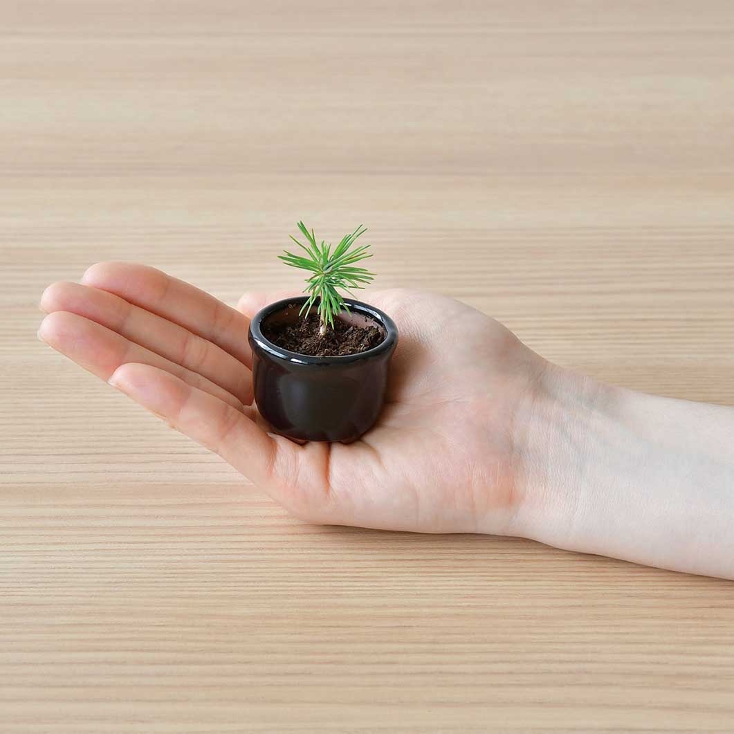 Haco Mame ���~�� �͔|�Z�b�g ���݂��^�O���[��