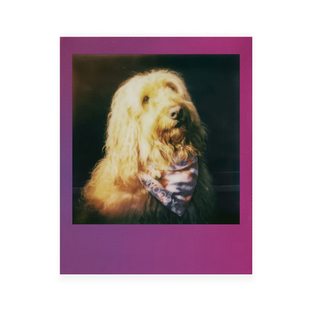 Polaroid Go �J���[�t�B���� �_�u���p�b�N �O���f�[�V�����t���[��