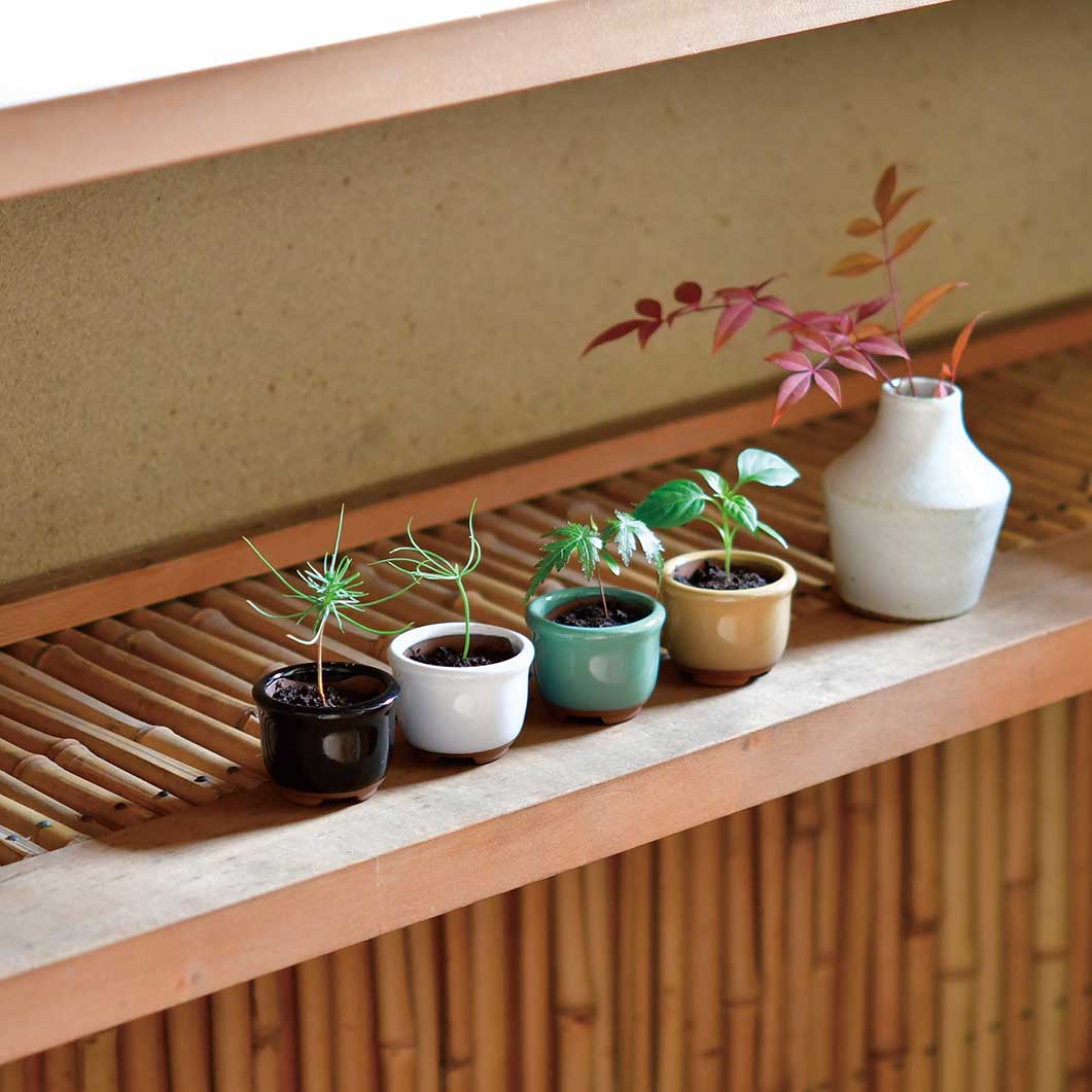 Haco Mame ���~�� �͔|�Z�b�g ���݂��^�O���[��