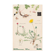 Hilma af Klint�F �G�L�V�r�V���� ���[���|�X�^�[