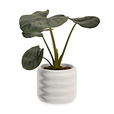 Wavy Pine 3Dvg v^[ M zCg