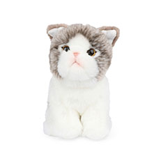 B.T. Chaps Amelie the Scottish Fold vbVgC