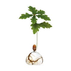 Acorn x[X NA