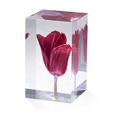 TULIP IuWF bh